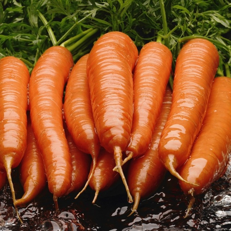 গাজর পাউডার গাজর পাউডার