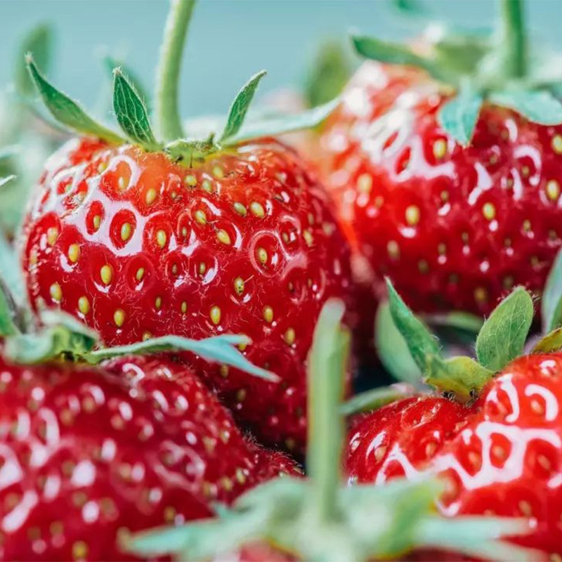 স্ট্রবেরি পাউডার স্ট্রবেরি পাউডার