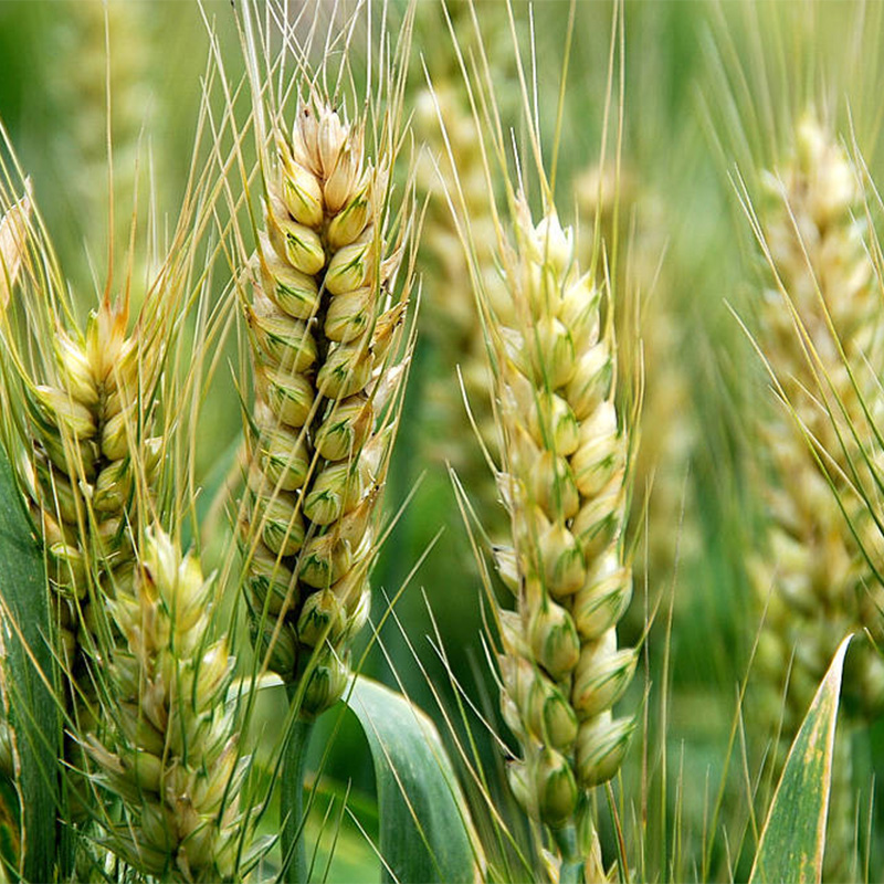 বার্লি ঘাসের গুঁড়ো বার্লি ঘাসের গুঁড়ো